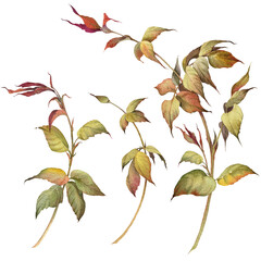 Young shoots of rose bushes. Watercolor rose flower buds and branches. Botanical hand painted illustration.