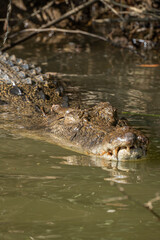 Saltwater crocodile swimming in the river, Yellow Water. Wildlife Conservation Concept