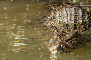 Australian saltwater crocodile emerging from water with a toothy grin. Wildlife Conservation Concept