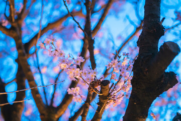 夜に咲く美しい桜の花