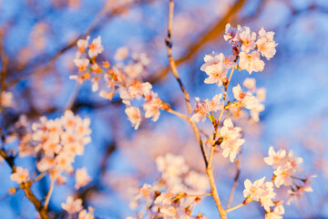 夜に咲く美しい桜の花