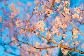 夜に咲く美しい桜の花