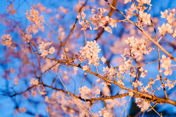 夜に咲く美しい桜の花