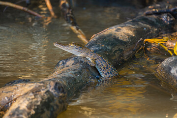 Baby Australian saltwater crocodile climbing a log in the middle of the river. Wildlife Concept
