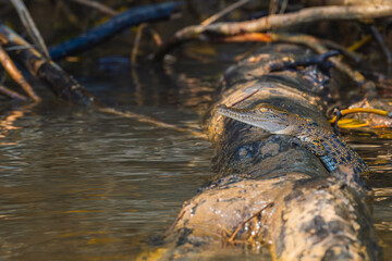 Australian saltwater crocodile calf resting on top of a log in the river. Wildlife Conservation