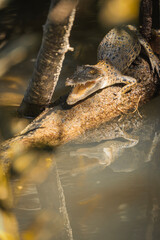 Close-up of a baby Australian saltwater crocodile opening its mouth in the river. Vertical