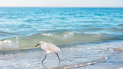 Papier Peint photo Clearwater Beach, Floride Horizontal High-Resolution Photo of a Snowy Egret Walking on Clearwater Beach, Florida. Perfect for Beach Vacation Theme, Florida Tourism, Birdwatching Photography, Coastal, Christy Mandeville