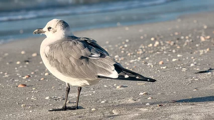 Cercles muraux Clearwater Beach, Floride High-Resolution Photo of a Laughing Gull on the Sandy Beach of Clearwater Beach, Florida. Ideal for Florida Beach Vacation Theme, Seagull Photography, Coastal Wildlife Images, Christy Mandeville