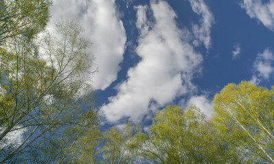 Obraz na płótnie Canvas Spring forest on blue sky background, view up 