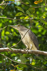 Beautiful Australian gray and white bird looking with its yellow eyes on top of a branch