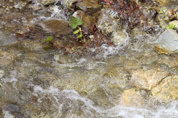 Water of the river