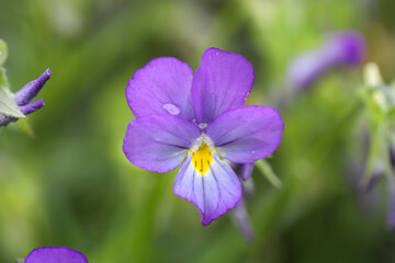 Obraz premium close up of flower