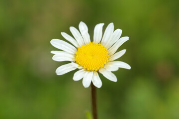 Obraz premium daisy in the grass