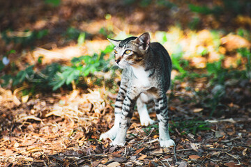 cat are also intelligent creatures, and can be taught or taught themselves how to use simple tools such as opening doorknobs or flushing toilets.
