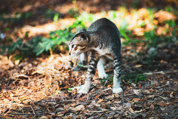 cat are also intelligent creatures, and can be taught or taught themselves how to use simple tools such as opening doorknobs or flushing toilets.