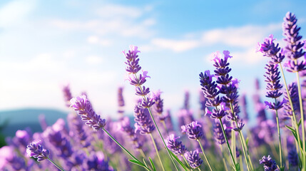 Fototapeta premium lavender field in region.
