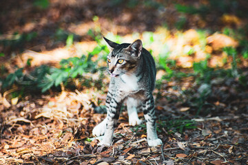  The cat is walking in the garden.
Cat sitting on window of building. Small, carnivorous mammals that live with humans, are bred to hunt pests or as pets with dogs. Cats have lived closely with humans