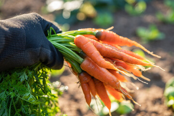 Baby carrots bunch and leaf in organic farm. - 763301516