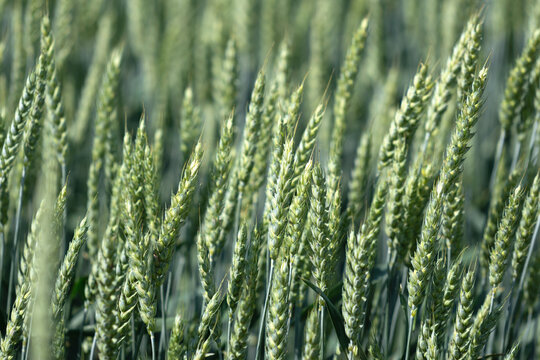 Wheat ears, field of wheat background. Harvesting period. Horizontal image.