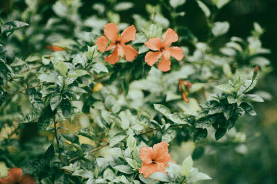  known colloquially as Chinese hibiscus, Malvaceae, is a species of tropical hibiscus, a flowering plant in the Hibisceae tribe of the family Malvaceae