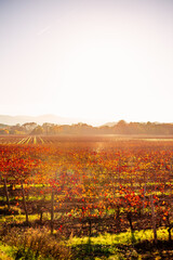 vines in autumn provence