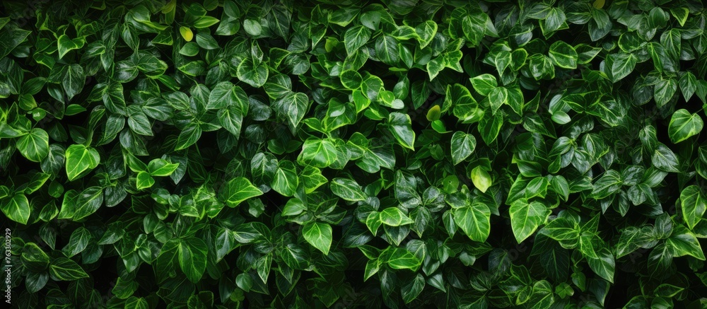 Wall mural a closeup of a lush green hedge, covered with an abundance of leaves. this terrestrial plant serves 