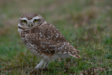 Lechuzas en su habitat natural