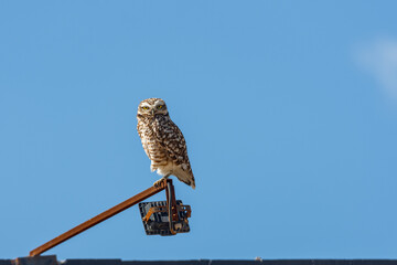 Lechuzas en su habitat natural