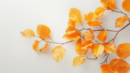 autumn leaves isolated on white background. Golden autumn;