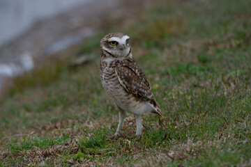 Lechuzas en su habitat natural