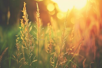 Weed grass stem sunlight wild wheat herb bokeh springtime. - obrazy, fototapety, plakaty