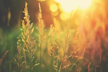 Fotobehang Weed grass stem sunlight wild wheat herb bokeh springtime. © Eyepain