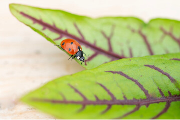 An insect, ladybug, perches on a green leaf in its natural environment