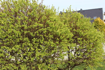 Japanese willow in spring