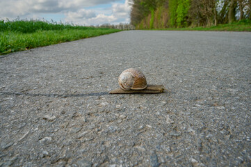 Roman snail or Burgundy snail resp.Helix pomatia on tour,lower Rhine region,Germany