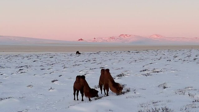 Bactrian camel in snowy winter Mongolian steppes