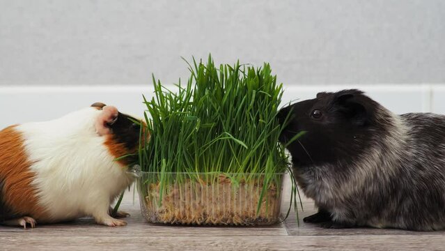 Two guinea pigs eating sprouts of fresh young wheat greens. Gray background. Minimalism. 4k.