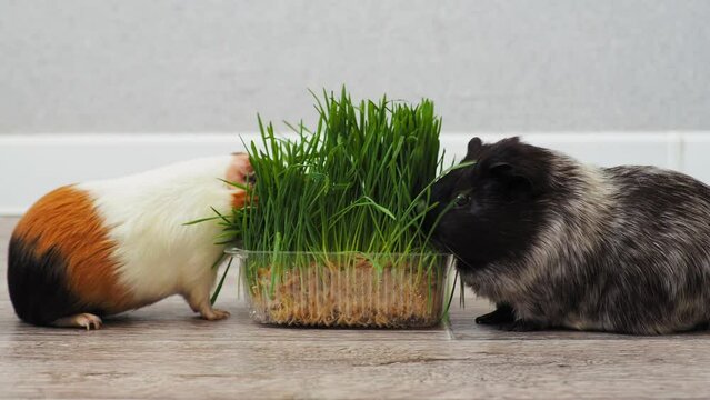 Two guinea pigs eating sprouts of fresh young wheat greens. Gray background. Minimalism. 4k.