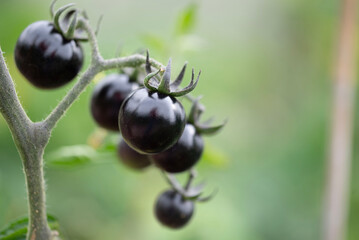 Plant bearing black tomatoes, a fruit from the grapevine family