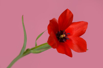 Bright red tulip flower  isolated on pink background.