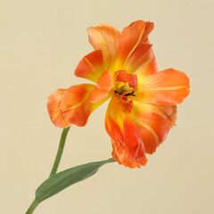 Obraz na płótnie Canvas Bright yellow-orange tulip flower isolated on beige background.
