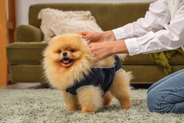 Cute Pomeranian dog in recovery suit after sterilization with owner at home