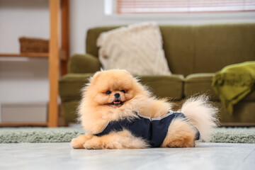 Cute Pomeranian dog in recovery suit after sterilization lying on floor at home