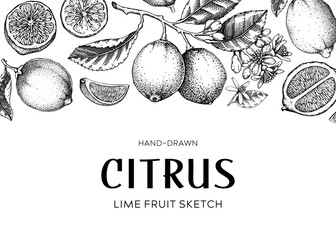 Lime fruit frame. Exotic plants design template. Citrus fruit sketches. Summer background. Hand-drawn vector illustration. NOT AI generated - 763307999