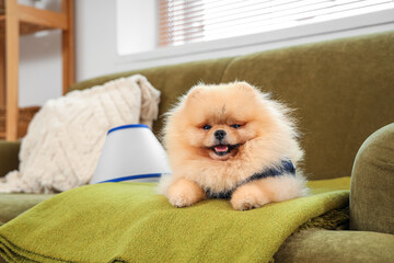 Cute Pomeranian dog in recovery suit after sterilization lying on sofa at home