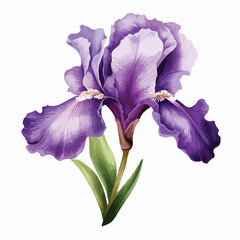 Bearded Iris clipart isolated on white background