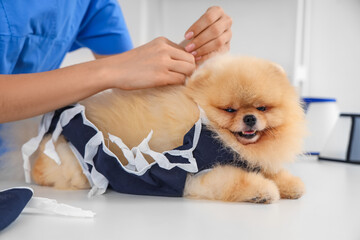 Female veterinarian putting recovery suit on Pomeranian dog after sterilization in clinic, closeup