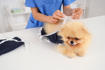 Female veterinarian putting recovery suit on Pomeranian dog after sterilization in clinic, closeup