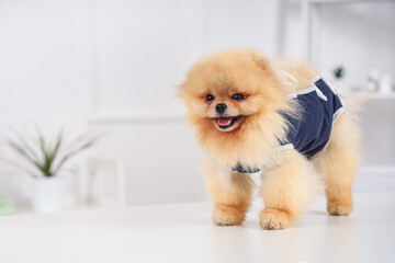 Pomeranian dog wearing recovery suit after sterilization on table in clinic