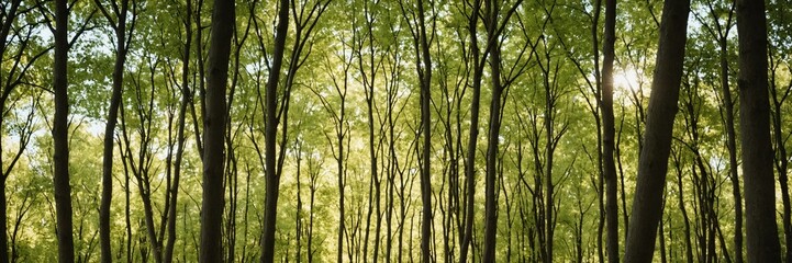 Fototapeta premium Amidst Italian Treetops: Finding Serenity